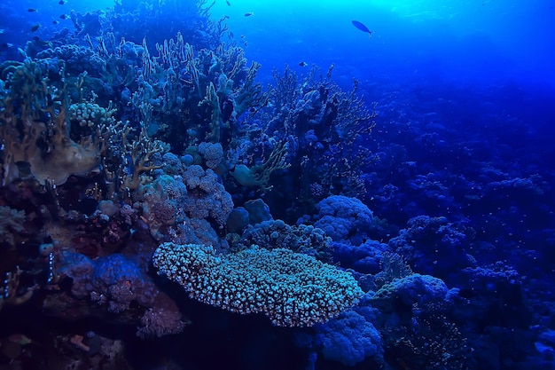 mare tropicale sfondo subacqueo immersioni subacquee oceano