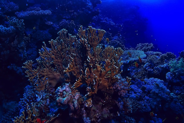 mare tropicale sfondo subacqueo immersioni subacquee oceano