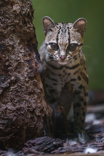 Margay