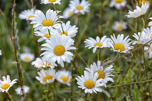 Margherita bianca in natura