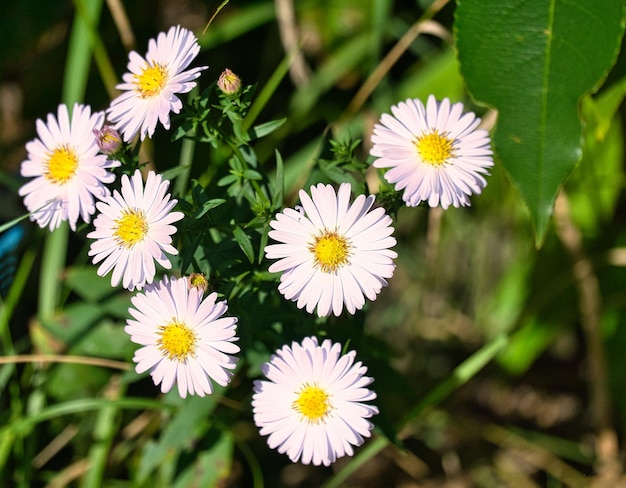 Margherita con molti fiori su un prato verde Foto di fiori dalla natura Paesaggio