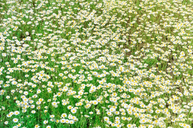 Margherita di fiori bianchi su campo verde