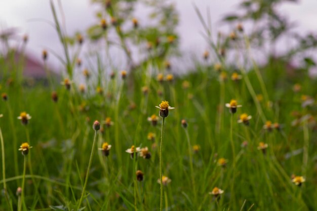 Margherita messicana Tridax procumbens L piccoli fiori gialli nel prato foco selezionato