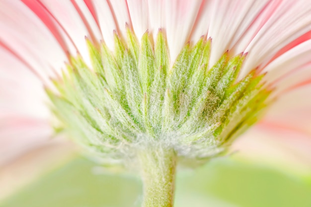 Margherita rosa gerbera