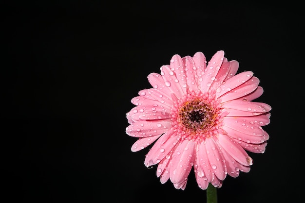 Margherita rosa luminosa di Gerber con goccia di acqua isolata su fondo nero.