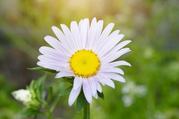 Margherita viola in giardino e la luce del sole al mattino