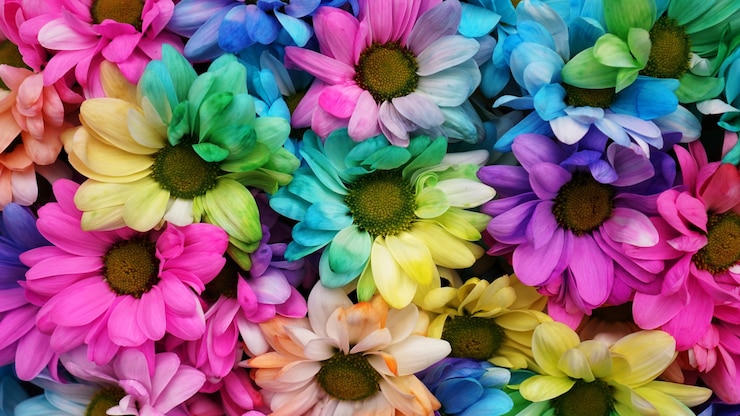 Foto margherite arcobaleno. fiore arcobaleno. mazzi di fiori arcobaleno in fiore, messa a fuoco selettiva. fondo del modello dei fiori della margherita multicolore