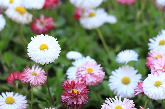 Margherite bianche e fiori di crisantemo rosa Fiori primaverili rosa e bianchi a bassa crescita