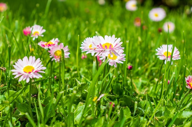 Margherite bianche e rosa in un primo piano verde del prato