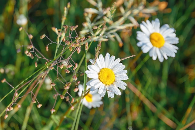 Margherite bianche in fiore in un campo da vicino