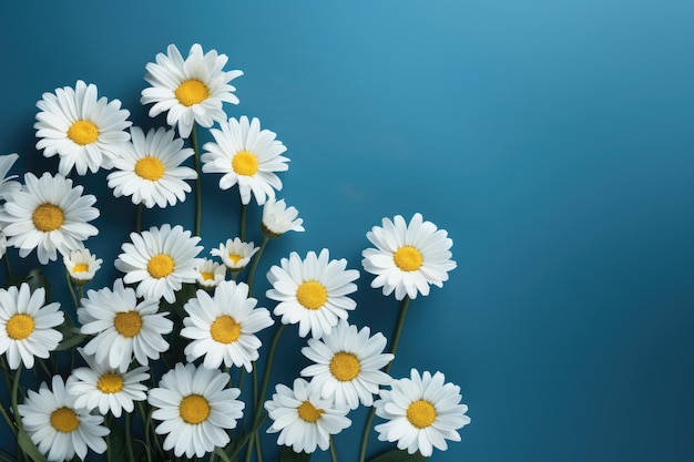 Margherite bianche in fiore su uno sfondo blu