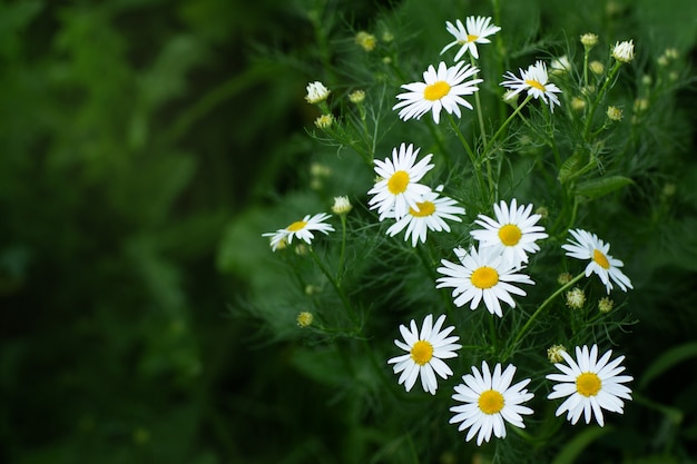 margherite bianche in un campo