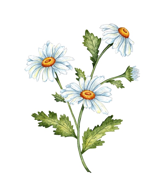 Margherite bianche isolate su sfondo bianco Disegno ad acquerello a mano libera illustrazione botanica Ottimo modello per inviti di nozze di cancelleria per la casa della cucina e stampa di abbigliamento