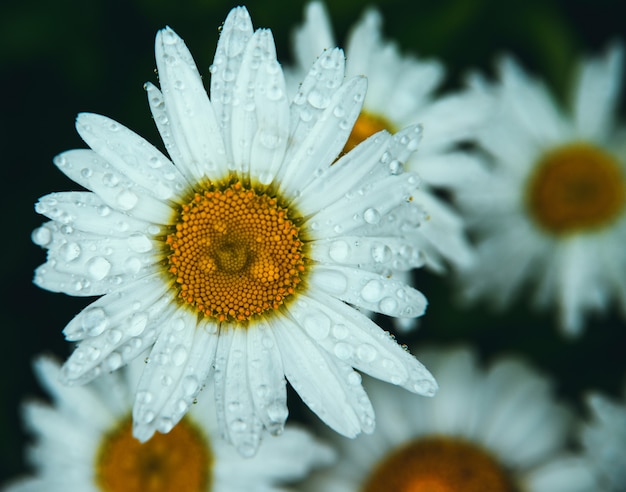 Margherite bianche su sfondo scuro. I fiori sono coperti di gocce di pioggia o di rugiada.