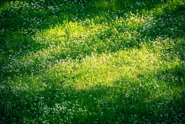 Margherite bianche su un prato verde in primavera