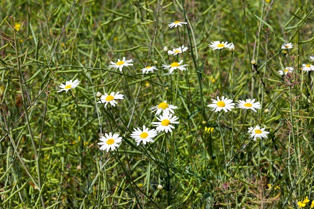 Margherite di campo bianco sul campo con una fioritura di colza, un campo di fattoria in estate