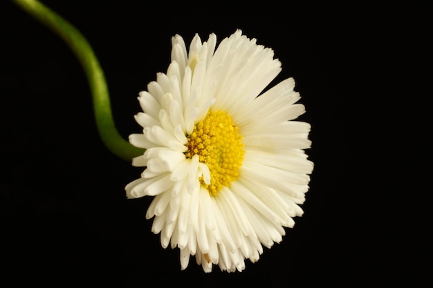 Margherite di fiori bianchi su una parete nera