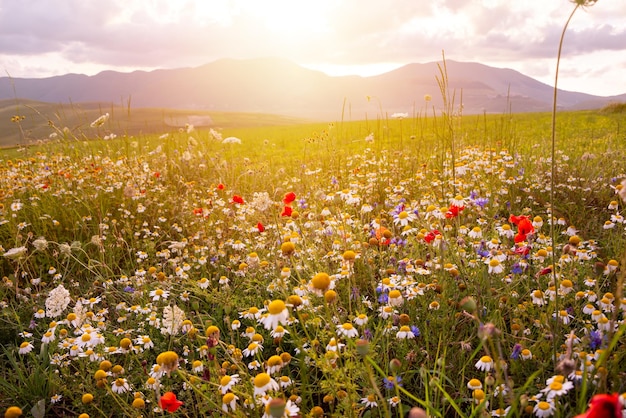 Margherite e altri fiori selvatici sul prato estivo al tramonto