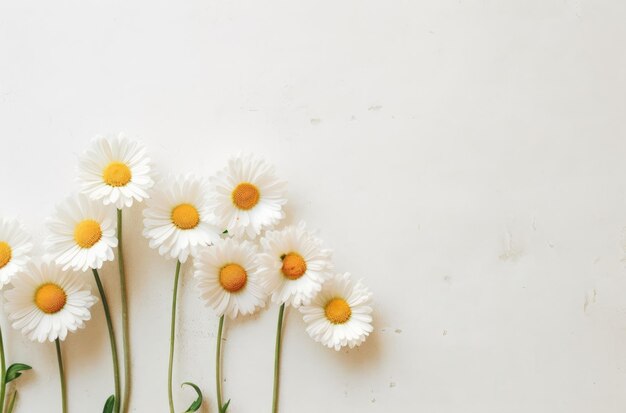 Margherite e fiori di camomilla come sfondo decorativo