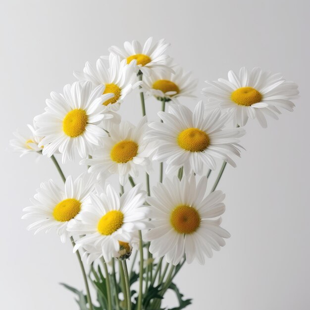 Margherite e fiori di camomilla come sfondo decorativo