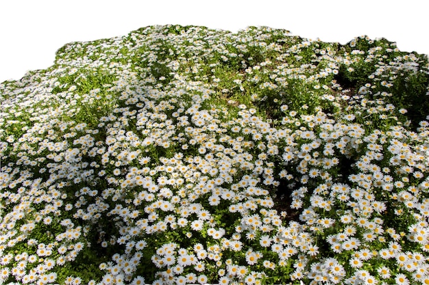 Margherite fiore di prato primaverile Fiore di sfondo natura Margherite fiore di prato primaverile Fiore di sfondo natura