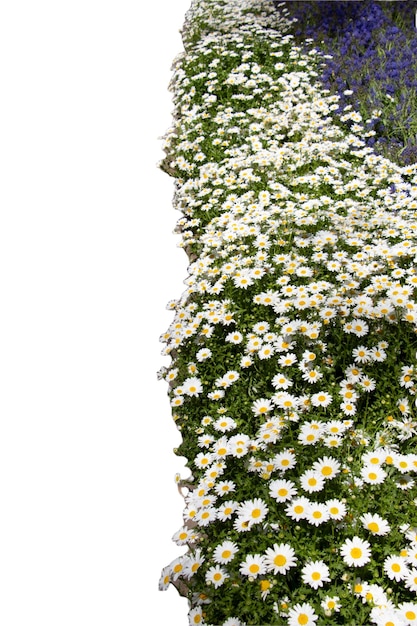 Margherite fiore di prato primaverile Fiore di sfondo natura Margherite fiore di prato primaverile Fiore di sfondo natura