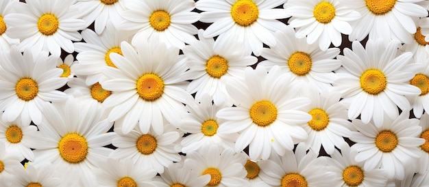 Margherite fiori bianchi con centri gialli creano uno sfondo primaverile o estivo con spazio per