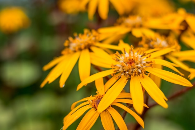 margherite gialle nel giardino d&#39;autunno