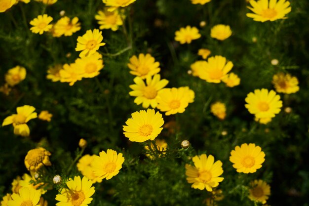 Margherite gialle nella natura