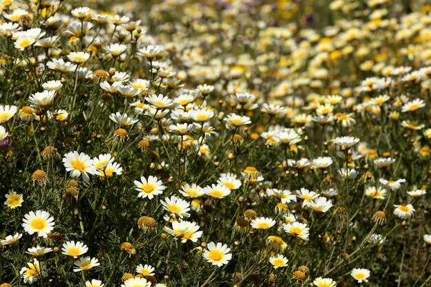 margherite in un campo bellissimo