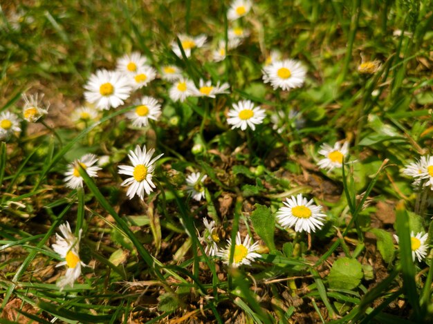 Margherite in un campo