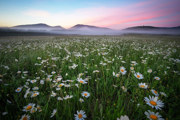 Margherite nel campo vicino alle montagne. Prato con fiori all'alba.