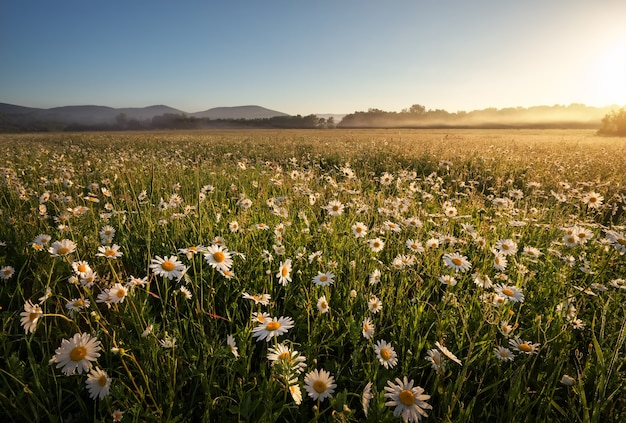 Margherite nel campo vicino alle montagne. Prato con fiori all'alba.