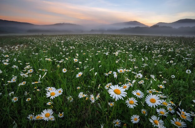 Margherite nel campo vicino alle montagne. Prato con fiori e nebbia al tramonto.