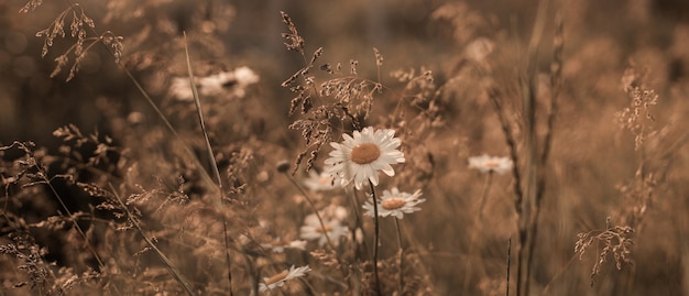 Margherite primaverili che fioriscono nel campo. Bella erba di prato del campo dorato, nei raggi del tramonto, paesaggio estivo della natura, macro ravvicinata