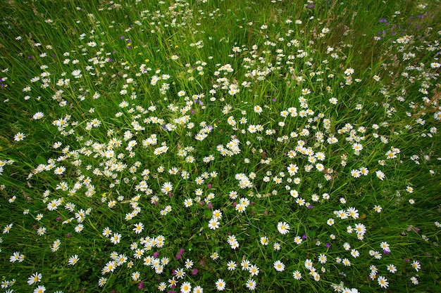 Margherite su un campo