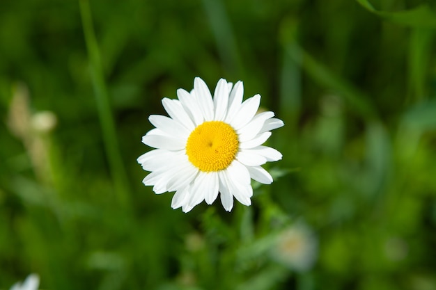 Margherite sul campo in primavera