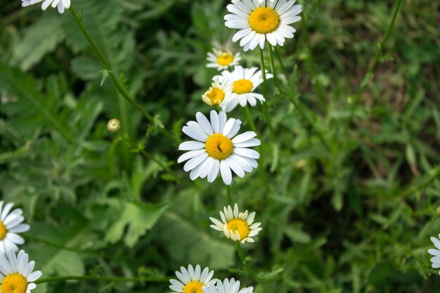 Margherite sul campo in primavera