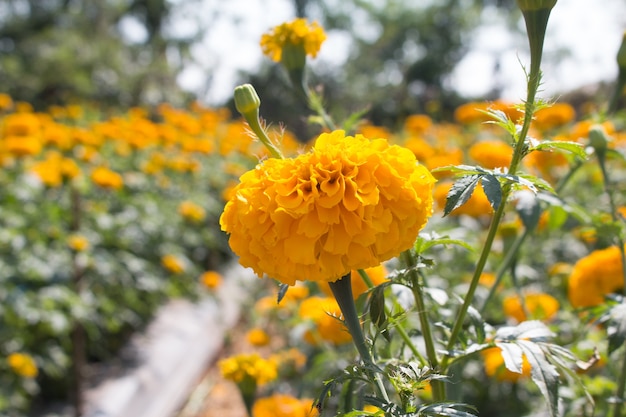 Marigold giallo sul giardino dei fiori