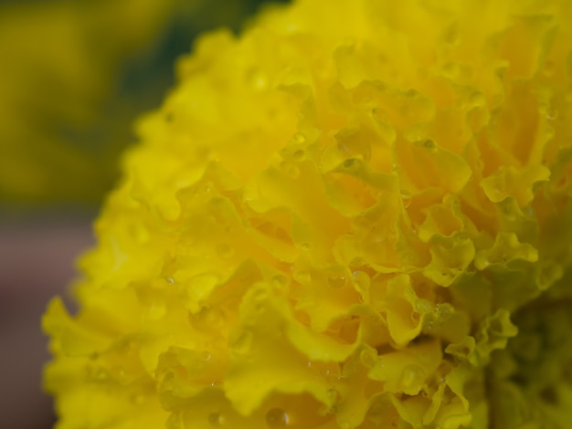 Marigold nel parco.