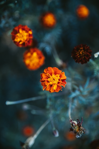 Marigolds di fioritura con priorità bassa verde della sfuocatura.