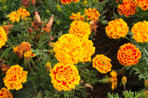 Marigolds (Tagetes erecta, calendula messicana, calendula azteca, calendula africana)