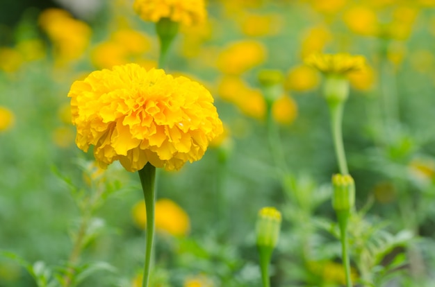 Marigolds (Tagetes erecta)