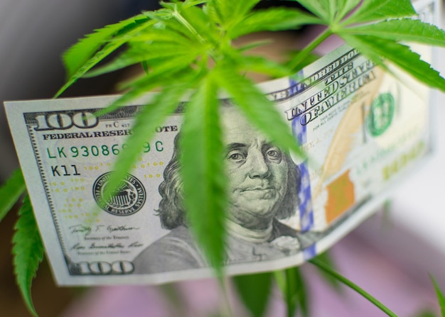 Marijuana e denaro Foglie di marijuana e dollari