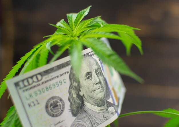 Marijuana e denaro Foglie di marijuana e dollari