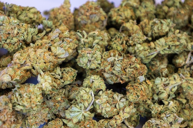marijuana fiore germoglio sfondo cannabis medica