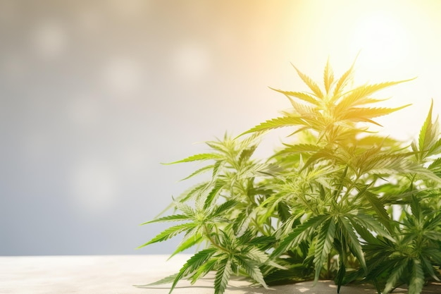 Marijuana medica isolata su uno sfondo chiaro con ombre di sole che rappresentano prodotti CBD e canapa c