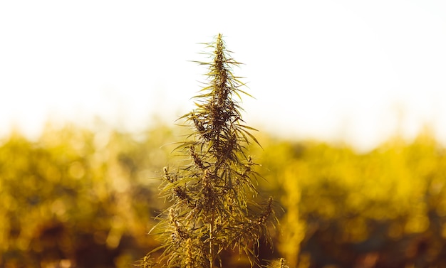Marijuana, pianta di cannabis prima del raccolto al sole. Una pianta silhouette per crescere in campo aperto. Sfumature calde del sole al tramonto