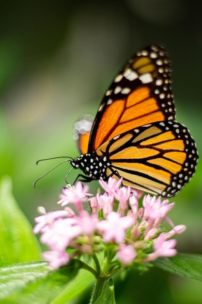 Mariposa posata in fiore