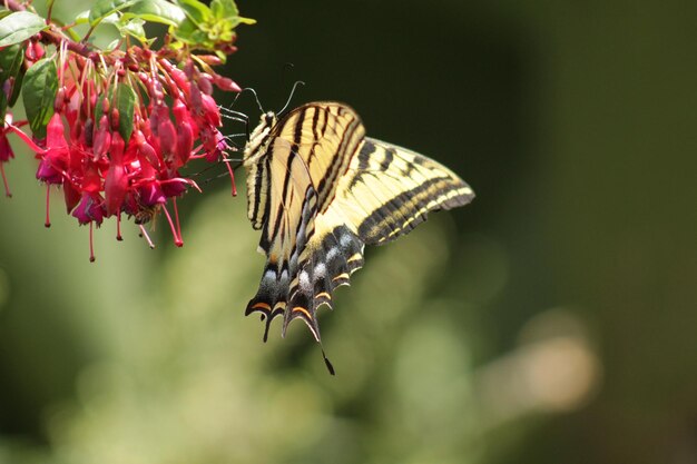 mariposa